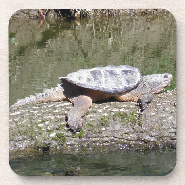 Schnappschildkröte Getränkeuntersetzer (Vorderseite)