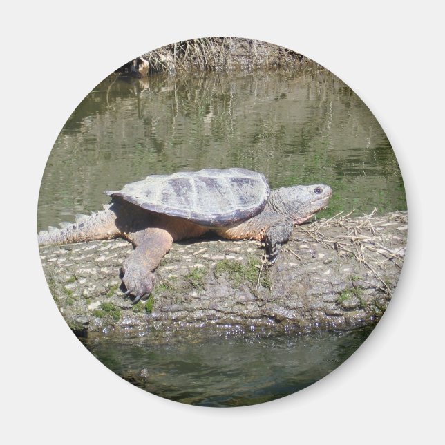 Schnappschildkröte Magnet (Vorne)