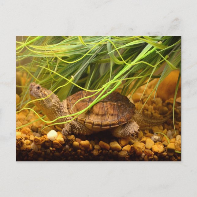 Schnappschildkröte (New York) Postkarte (Vorderseite)