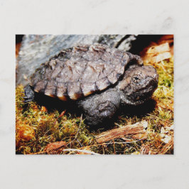 Schnappschildkröte Postkarte