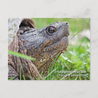 Schnappschildkröte Postkarte