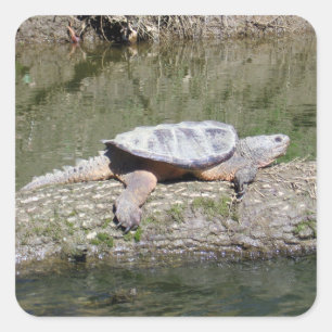 Schnappschildkröte Quadratischer Aufkleber