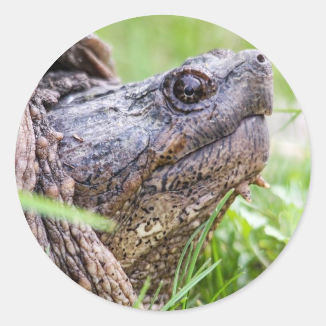 Schnappschildkröte Runder Aufkleber (Vorderseite)
