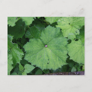 Schnappschnecke Postkarte