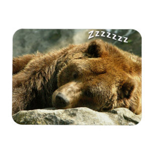 Schnarchender Bär Magnet