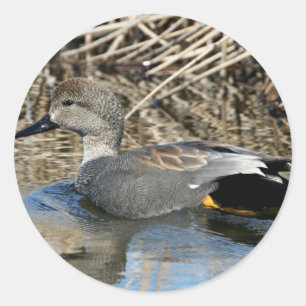 Schnatterente Drake Runder Aufkleber