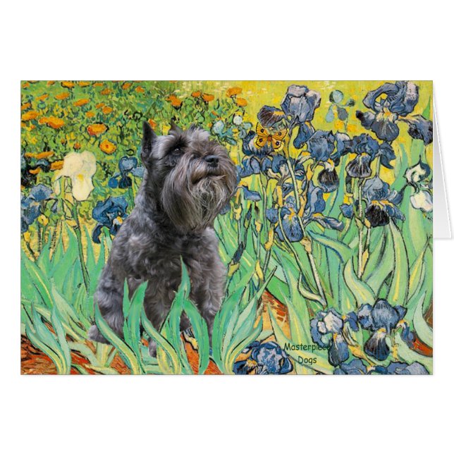 Schnauzer 12 - Iris (Devant horizontal)