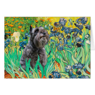 Schnauzer 12 - Schwertlilien