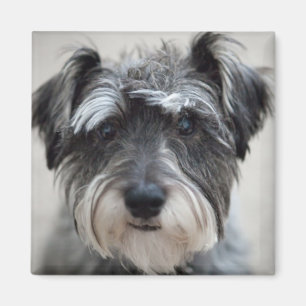 Schnauzer Dog Carré Magnet