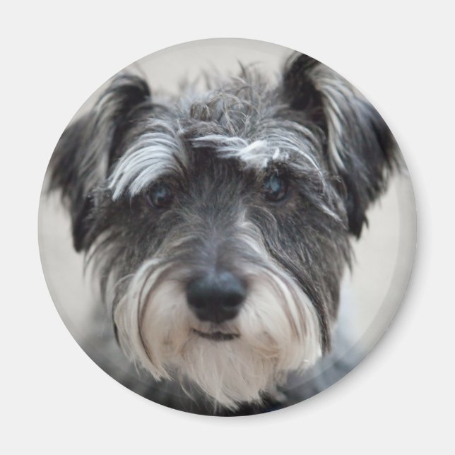 Schnauzer Dog Magnet (Devant)