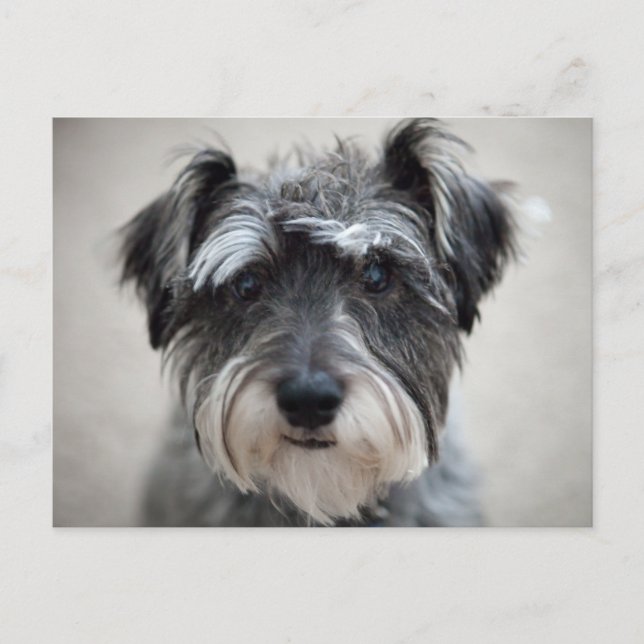 Schnauzer Dog Postcard Postkarte (Vorderseite)