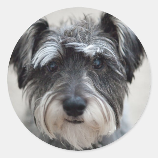 Schnauzer Dog Sticker (Vorderseite)