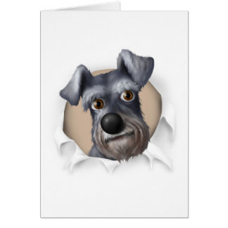 Schnauzer éclatant