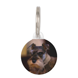 Schnauzer Hund Haustiermarke