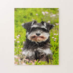 Schnauzer-Hunde-Puzzles.