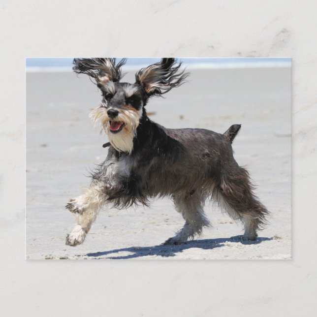 Schnauzer - jr. ist ein glücklicher Junge! Postkarte (Vorderseite)