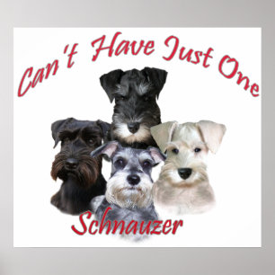 Schnauzer kann gerade ein nicht haben druckt poster