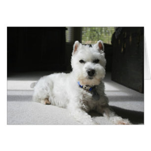 Schnauzer miniature blanc, carte blanche