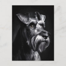 Schnauzer Monochrom-Porträt