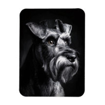 Schnauzer Monochrome Portrait Flexible