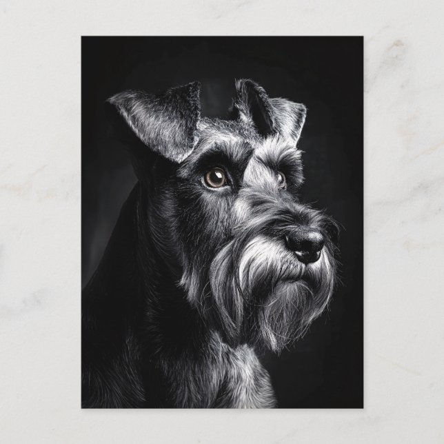 Schnauzer Monochrome Portrait Postkarte (Vorderseite)