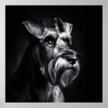 Schnauzer monochromes Porträt
