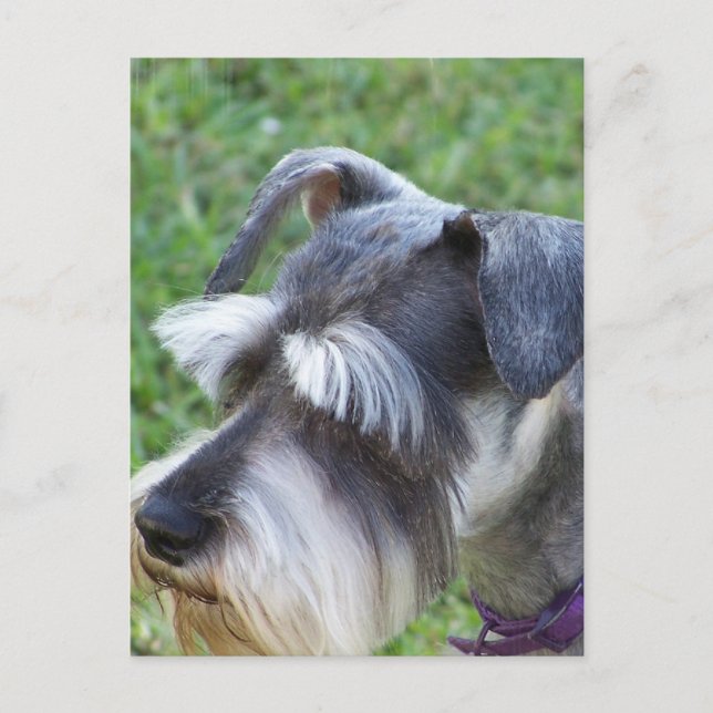 Schnauzer Postcard Postkarte (Vorderseite)