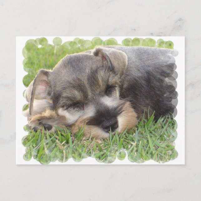 Schnauzer Postkarte (Vorderseite)