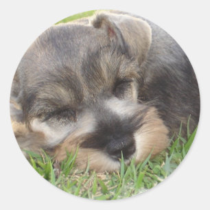 Schnauzer-Sticker Runder Aufkleber