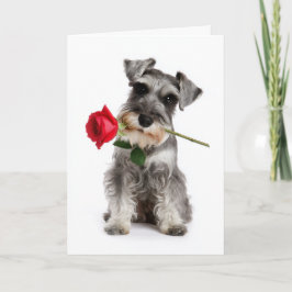 Schnauzer Valentine – Treue Liebe mit einer Rose Karte