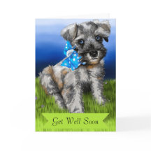 Schnauzer Welpe mit bald Erfolg