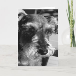 Schnauzerkarte Karte