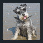 Schnauzerminiaturhundeniedliches Foto am Strand, Quadratische Wanduhr<br><div class="desc">Schönes Foto eines niedlichen Miniaturschnauzerhundes an der Strandwanduhr.  große Geschenkidee für Hundeliebhaber</div>