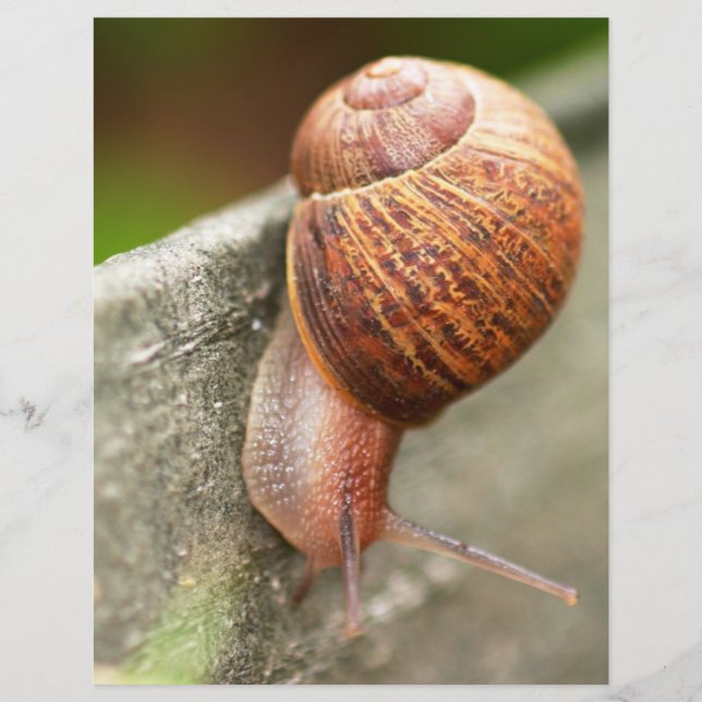 Schnecke (Vorderseite)