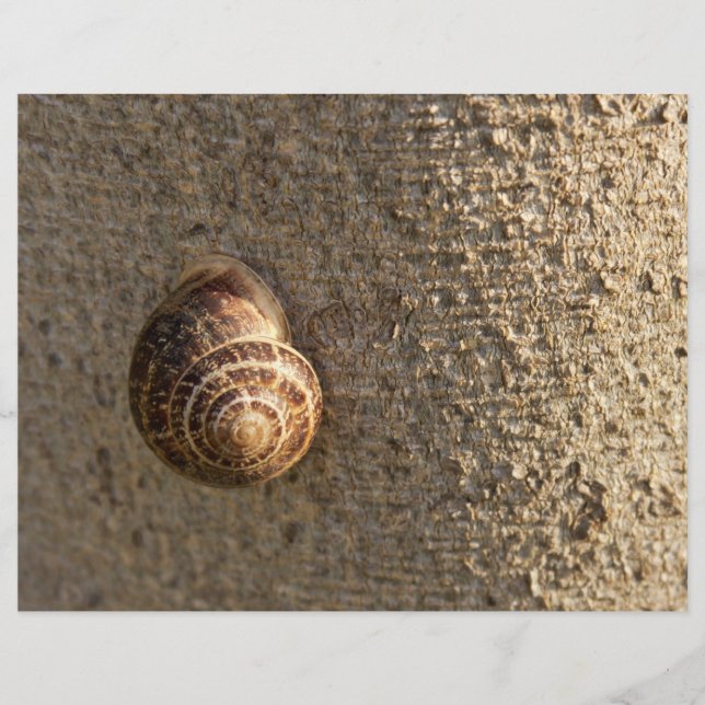 Schnecke (Vorderseite)