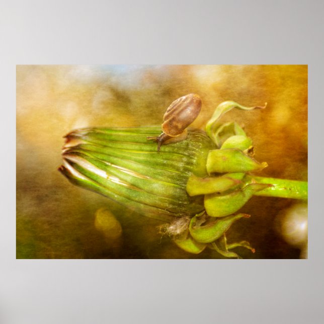 Schnecke auf Löwenzahn Poster (Vorne)