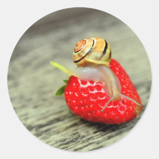 Schnecke auf Strawberry Runder Aufkleber