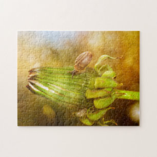 Schnecke auf Wanderung   ...