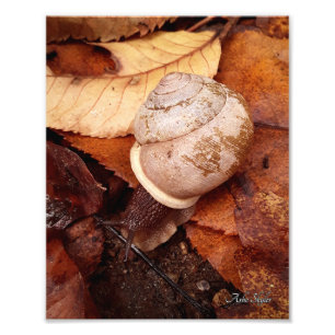 Schnecke Fotodruck