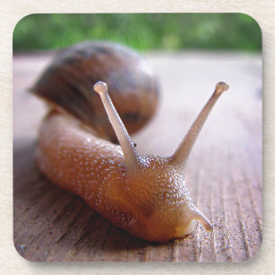 Schnecke Getränkeuntersetzer