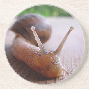 Schnecke Getränkeuntersetzer