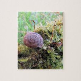 Schnecke im Moos