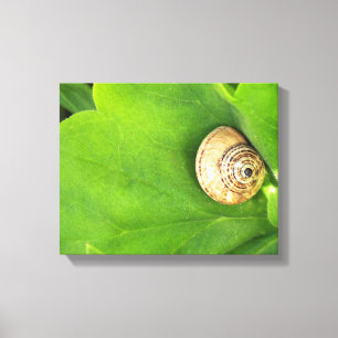 Schnecke Leinwanddruck