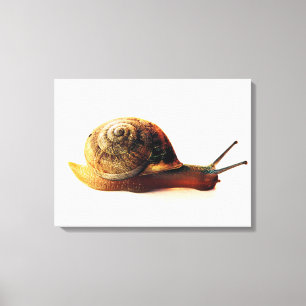 Schnecke Leinwanddruck