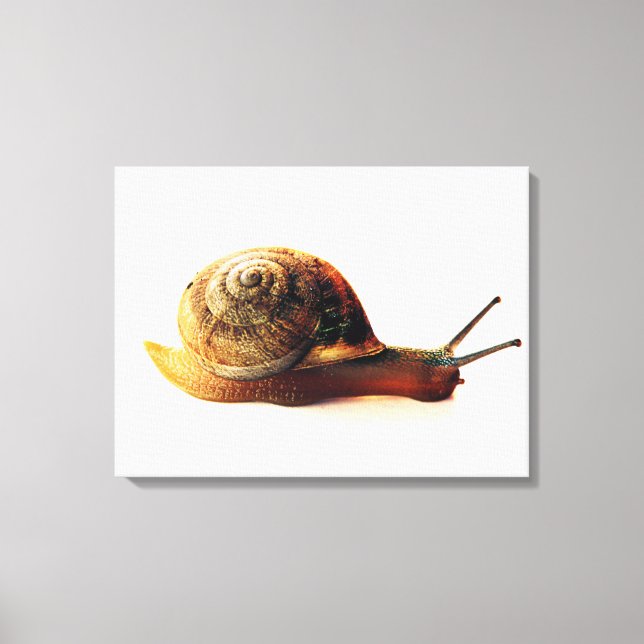 Schnecke Leinwanddruck (Vorderseite)
