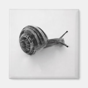 Schnecke Magnet