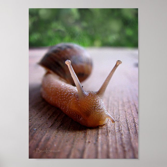 Schnecke Poster (Vorne)