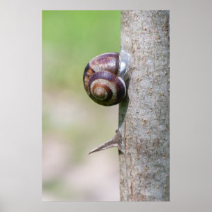 Schnecke Poster