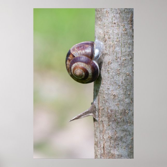 Schnecke Poster (Vorne)