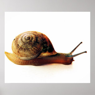 Schnecke Poster